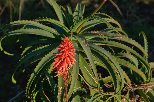 Dove acquistare la migliore Aloe Arborescens sul mercato